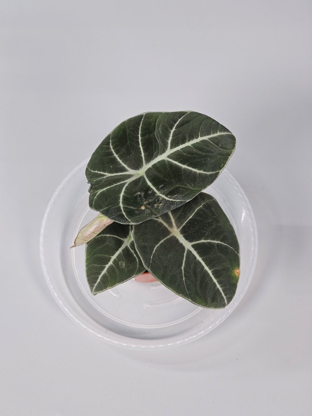 How to Water Alocasia Without Overwatering - Odd Leaf