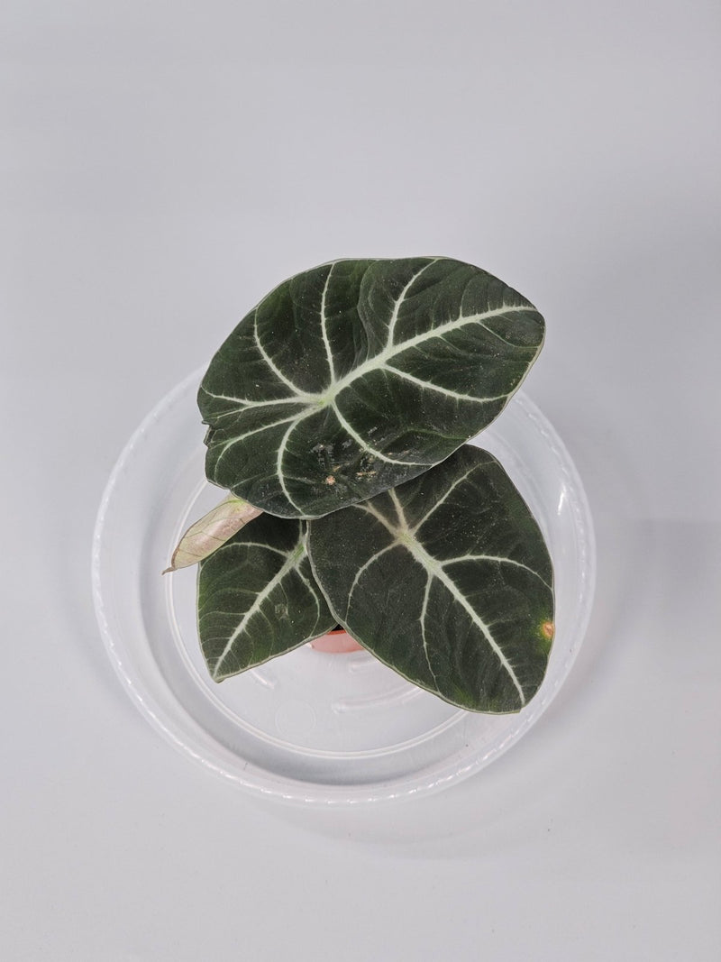 How to Water Alocasia Without Overwatering - Odd Leaf