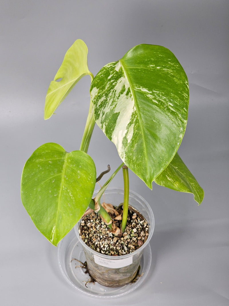 What to Do When Your Monstera Leaves Won’t Split
