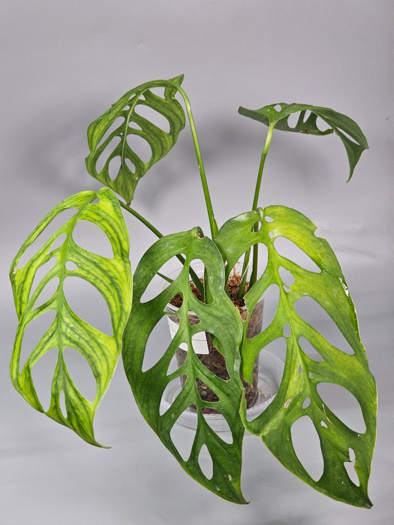 How to Care for Monstera Esqueleto and Encourage Clean Fenestrations