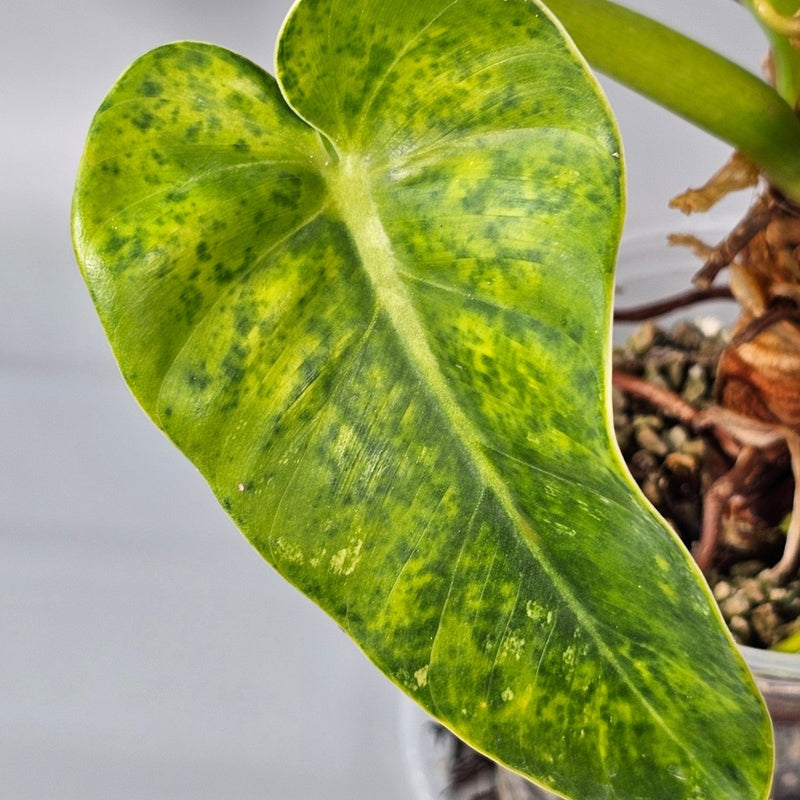 How to Care for Philodendron Giganteum Variegated Without Weak Stems