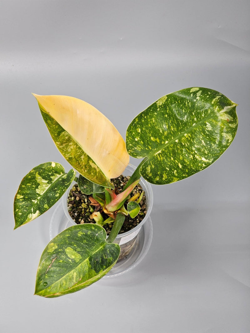 How to Identify and Treat Common Philodendron Problems