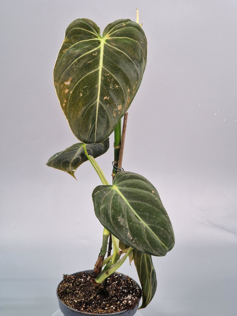Philodendron Melanochrysum vs Gloriosum: What’s the Difference?