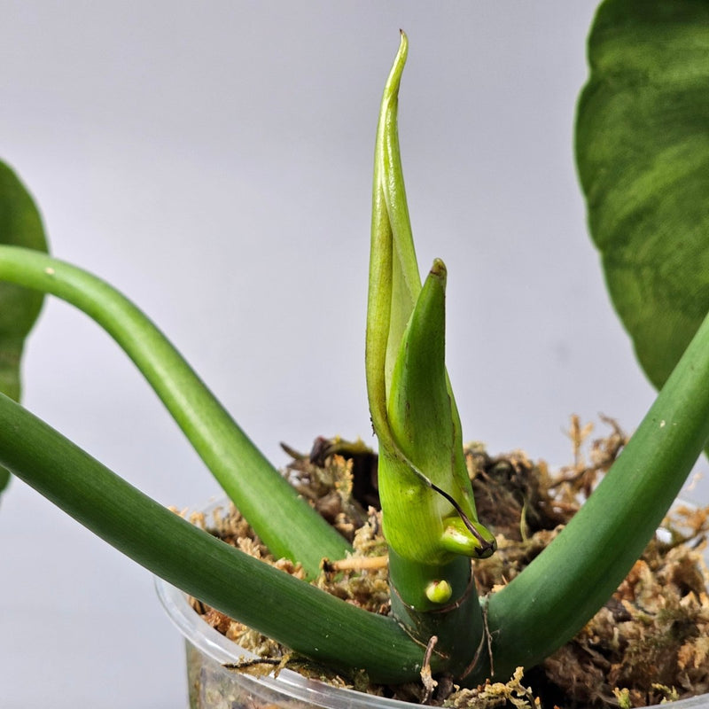 Everything You Need to Know About Plant Nodes