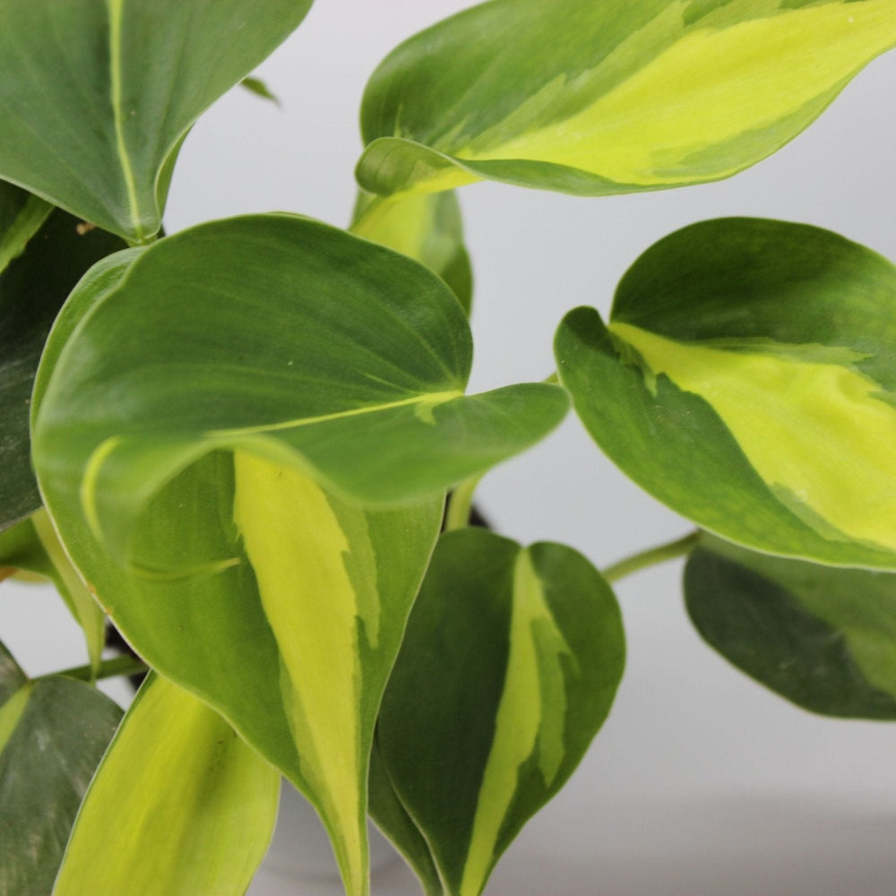 How to Care for Philodendron Scandens 'Brasil' as a Beginner-Friendly  Odd  Leaf