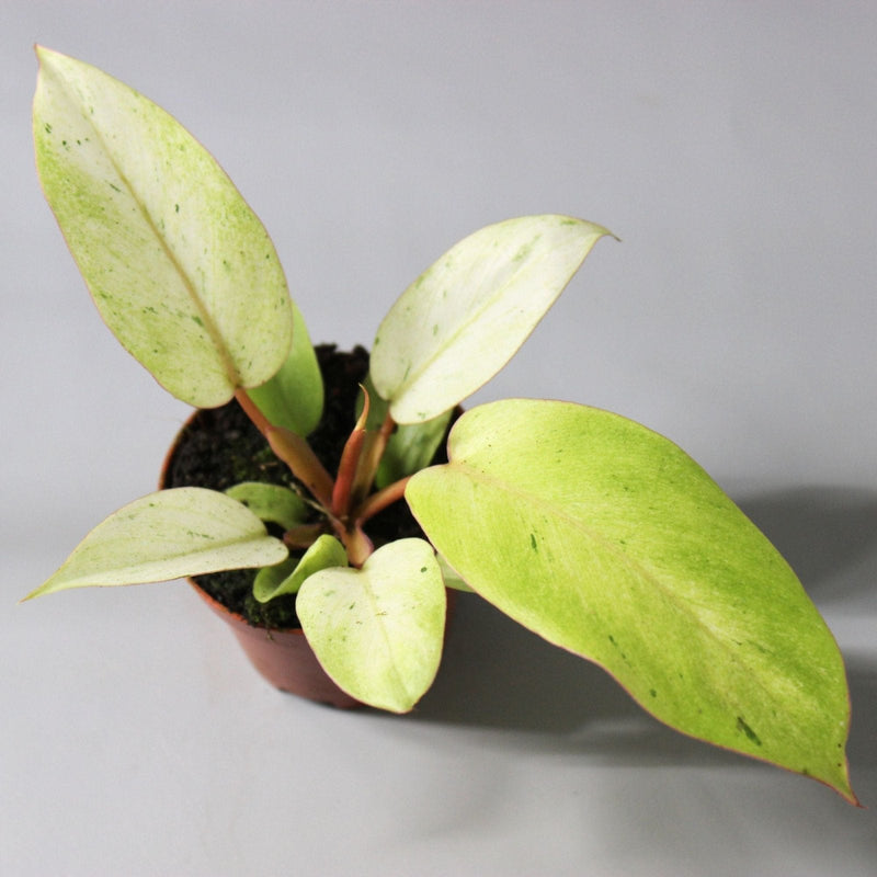 How to Care for Philodendron ‘Snowdrift’ and Keep Variegation Balanced in 2026