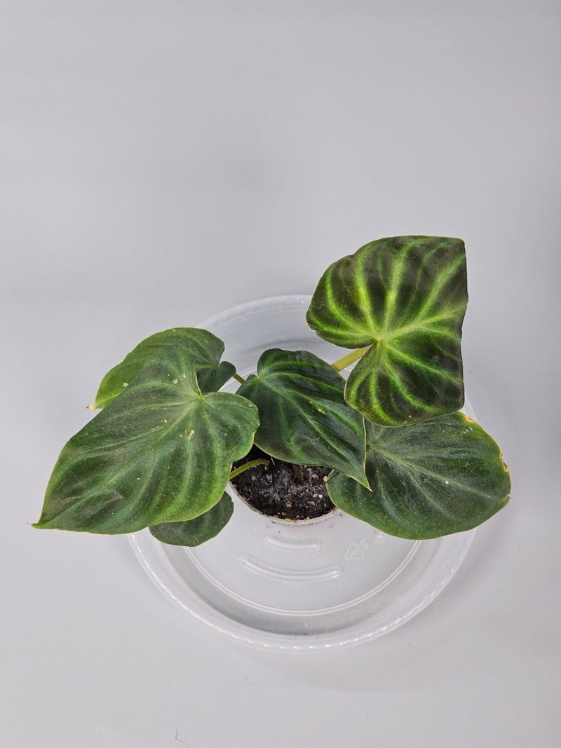 How to Care for Philodendron Verrucosum Without Damaging Velvet Texture