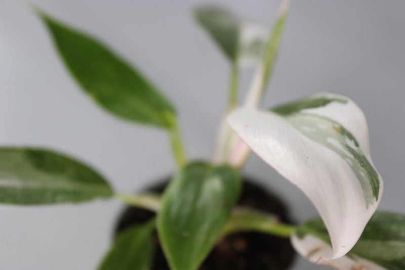 How to Care for Philodendron ‘White Princess’ Without Browning White Areas