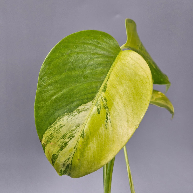 How to Care for Monstera Aurea and Balance Gold Variegation in 2026