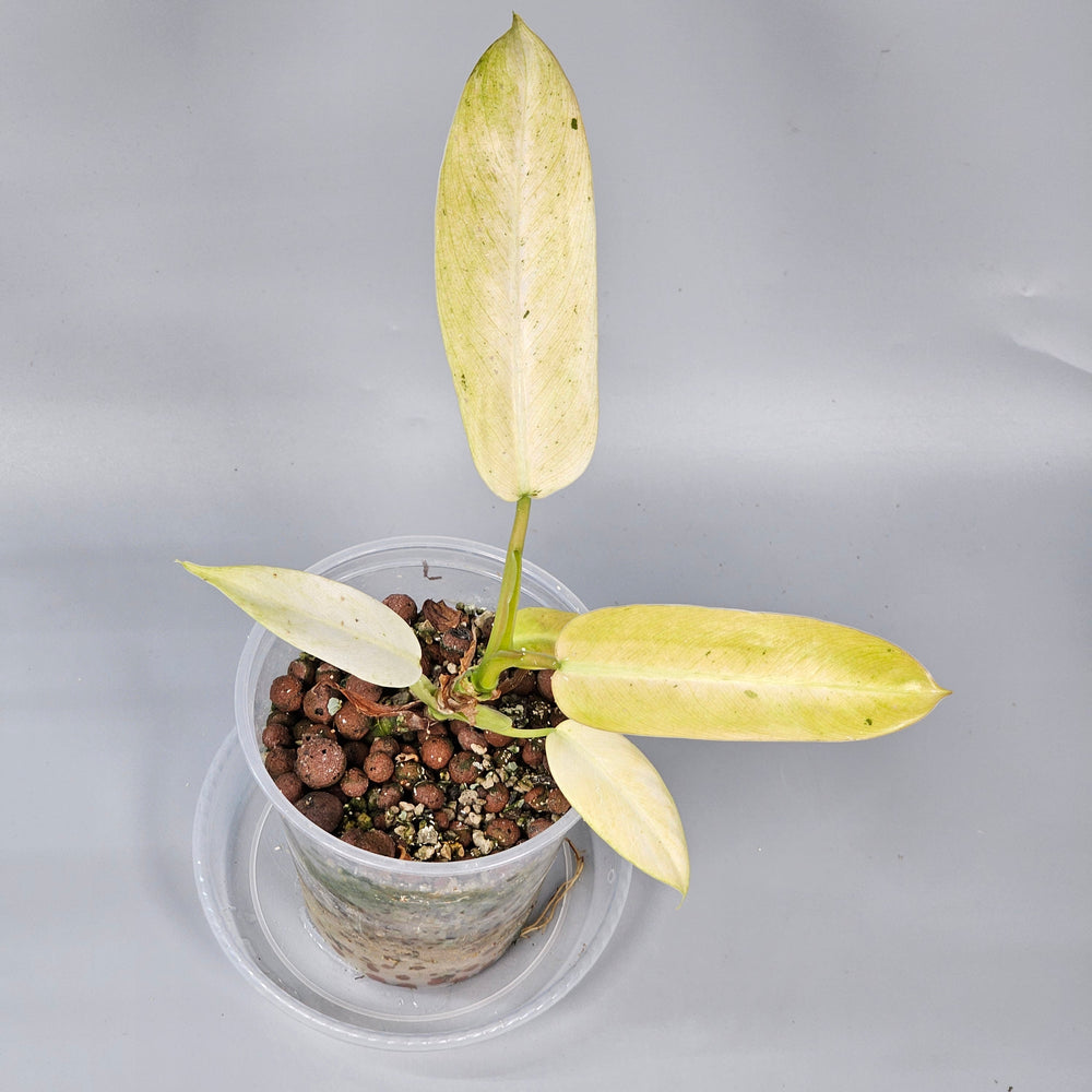 How to Care for Philodendron Whipple Way as a Rare White Variegate in 2026