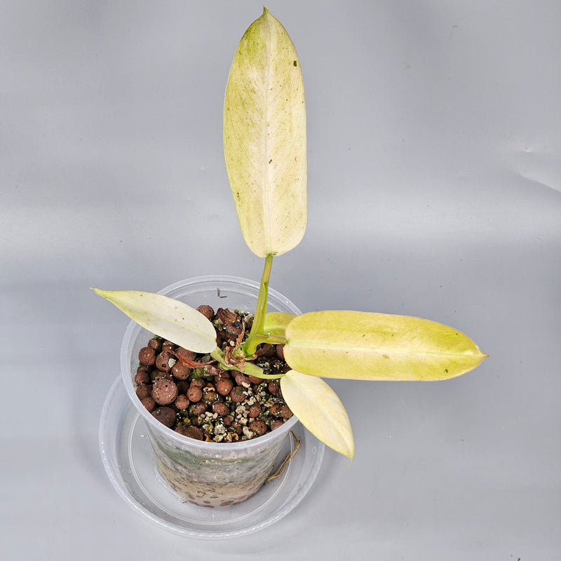 How to Care for Philodendron Whipple Way as a Rare White Variegate in 2026