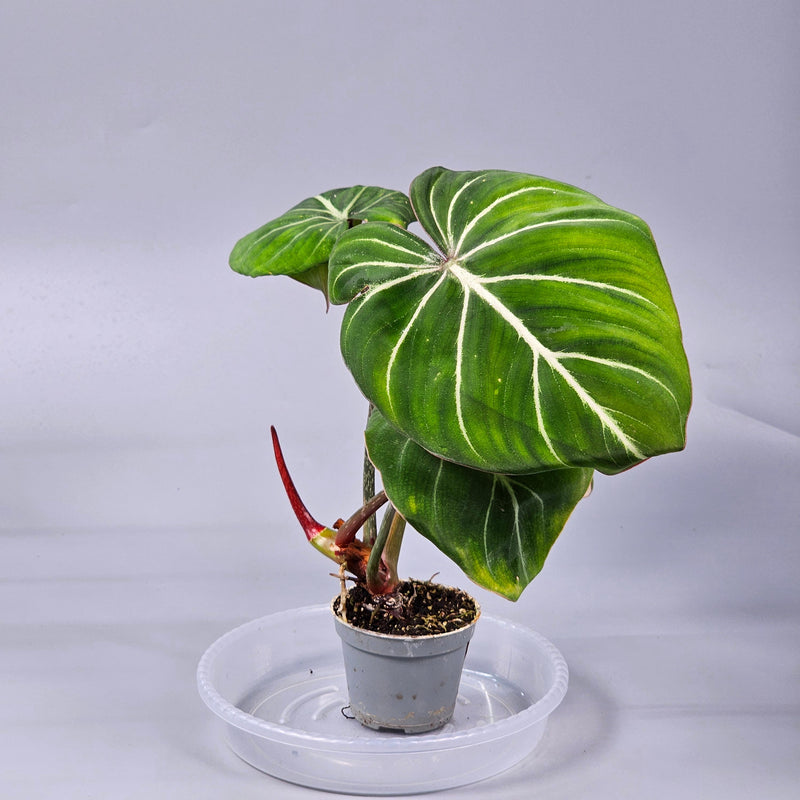 How to Care for Philodendron Gloriosum and Achieve Large, Flat Leaves