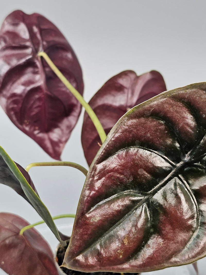 Pet-Safe Rare Houseplants You Can Buy With Confidence