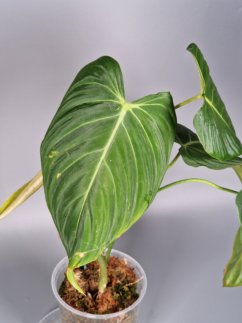 How to Care for Philodendron ‘Glorious’ and Balance Hybrid Growth