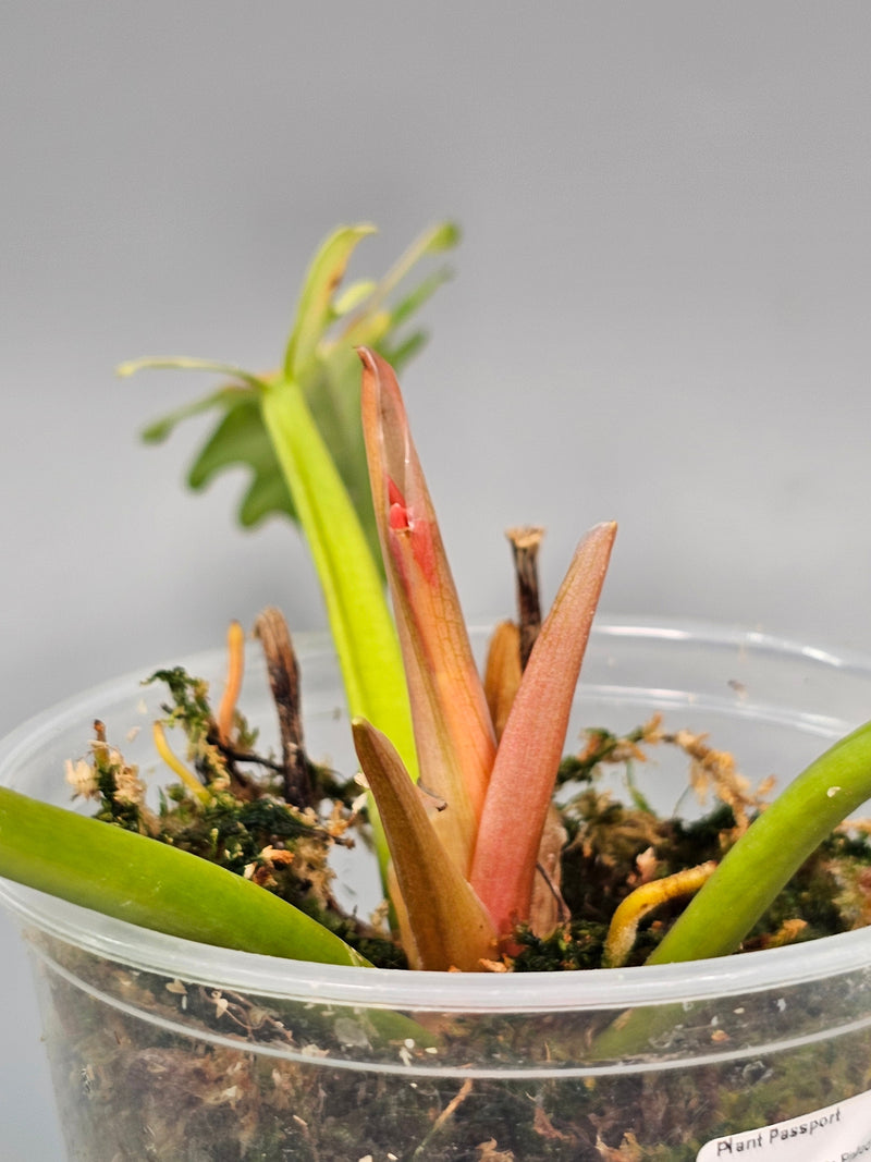 How to Fertilise Tropical Houseplants the Right Way