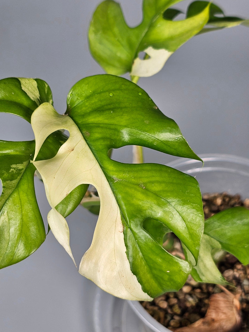 5 Easy Rare Houseplants Anyone Can Keep Alive