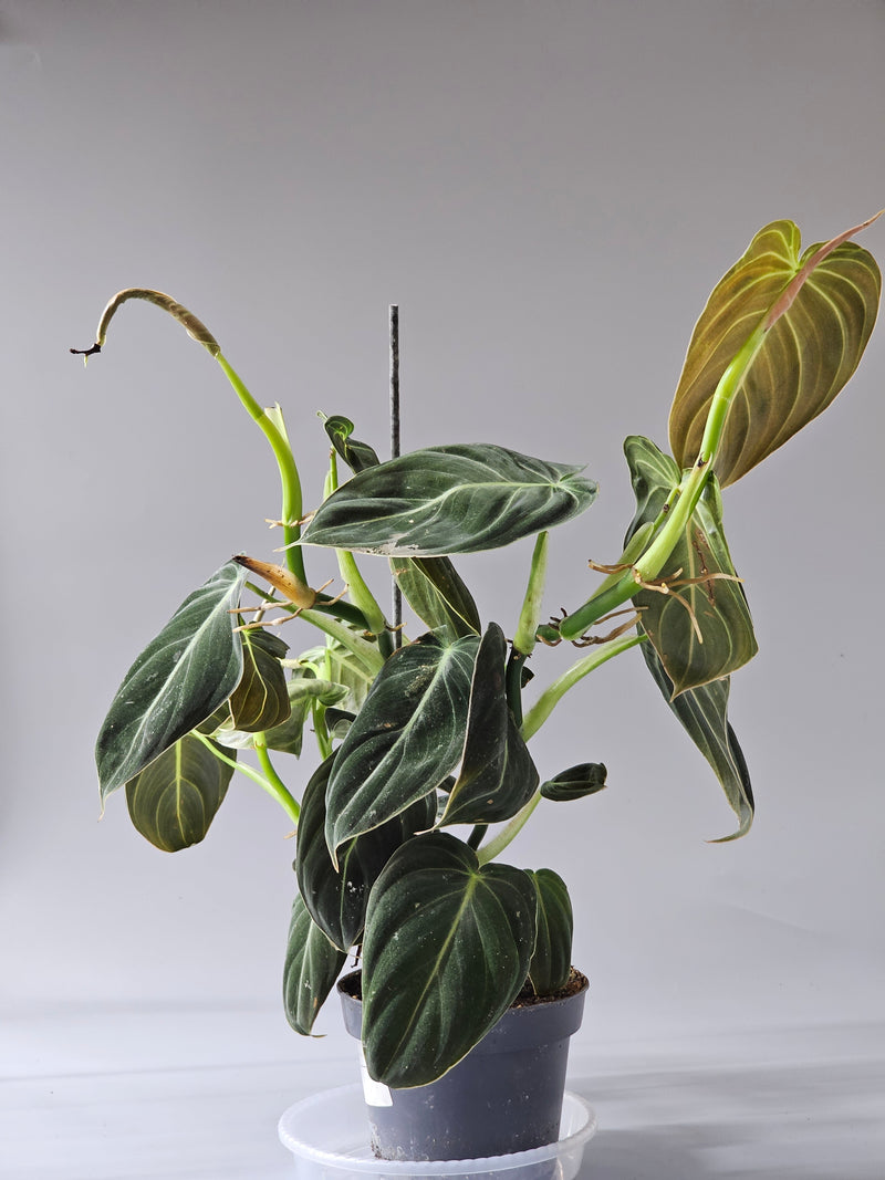 How to Care for Philodendron Melanochrysum When Leaves Stay Small