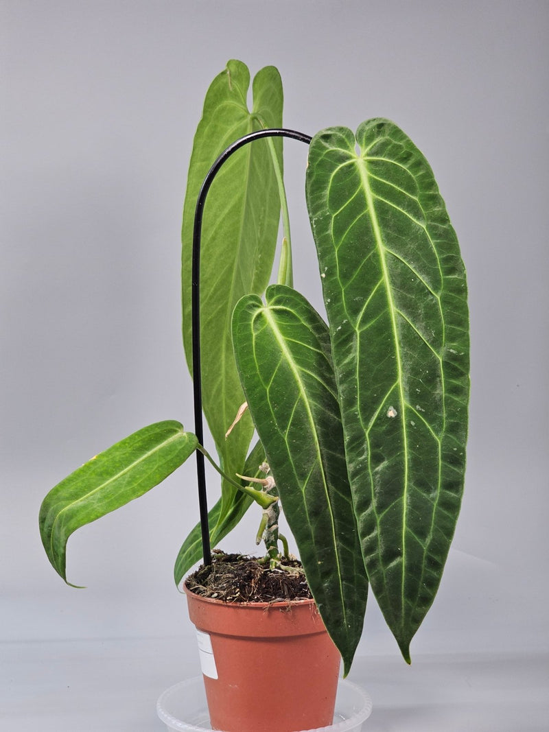 Why Are My Anthurium Leaves Turning Brown? - Odd Leaf