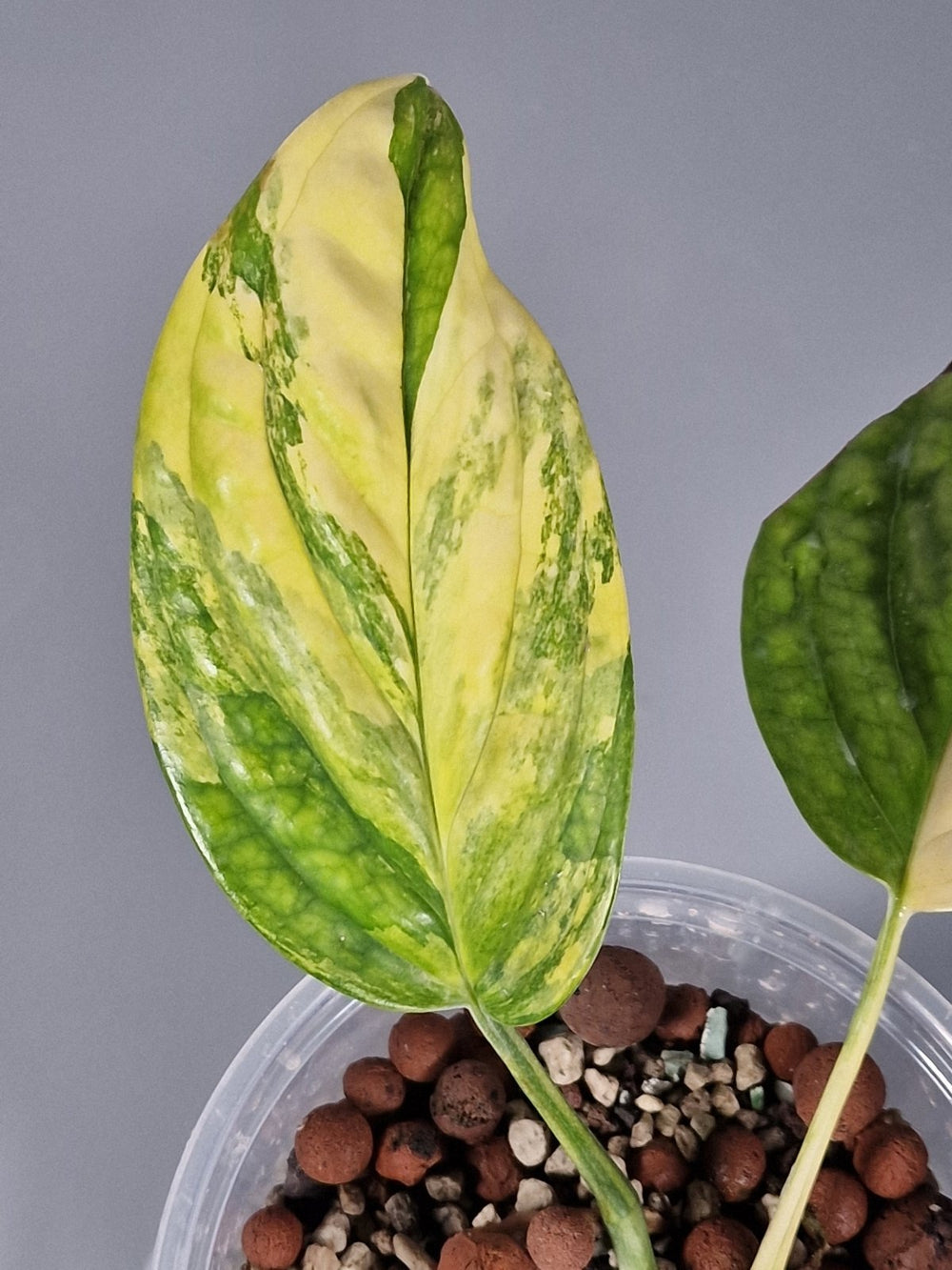 Why Is My Monstera Turning Yellow? - Odd Leaf