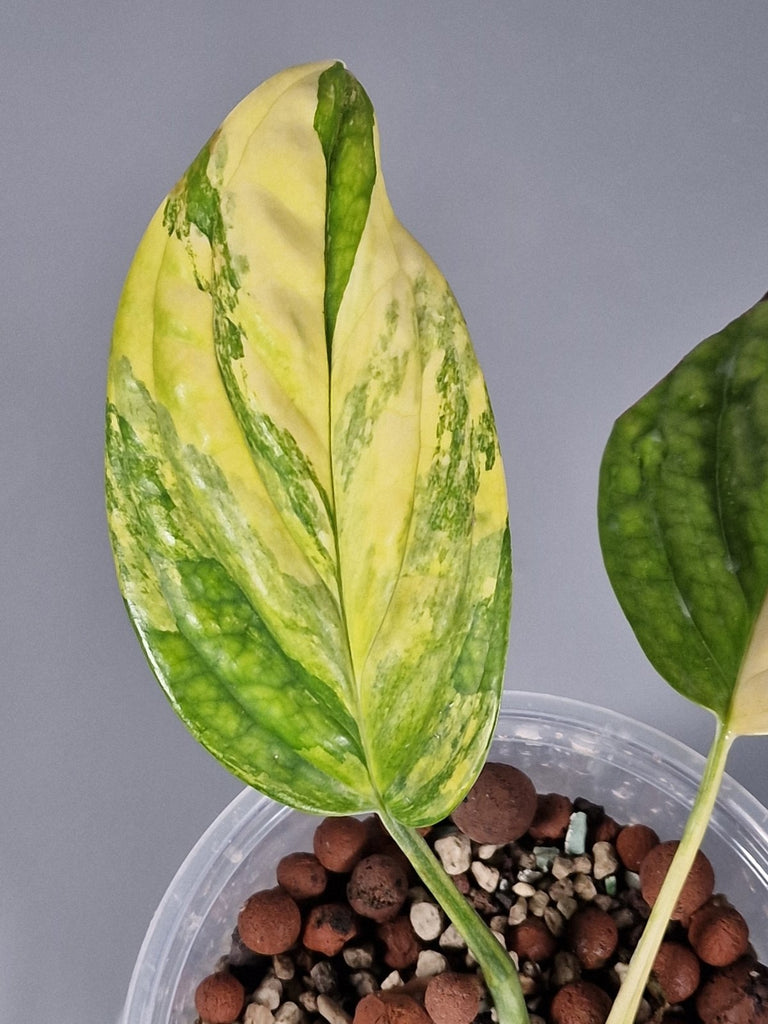 Why Is My Monstera Turning Yellow? – Odd Leaf