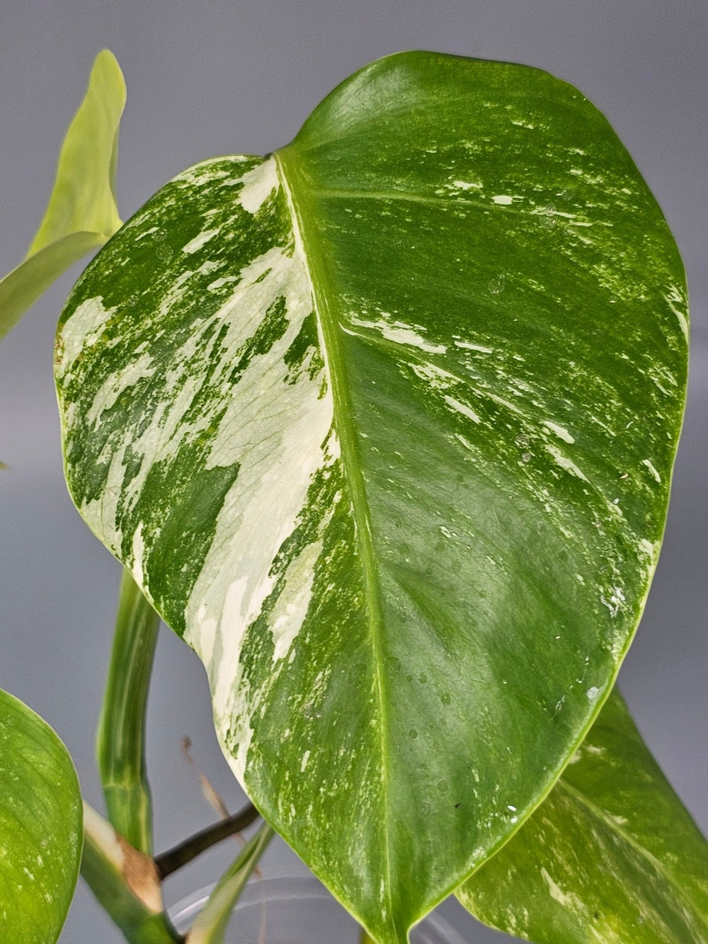 Why Rare Houseplants Are Worth the Investment - Odd Leaf