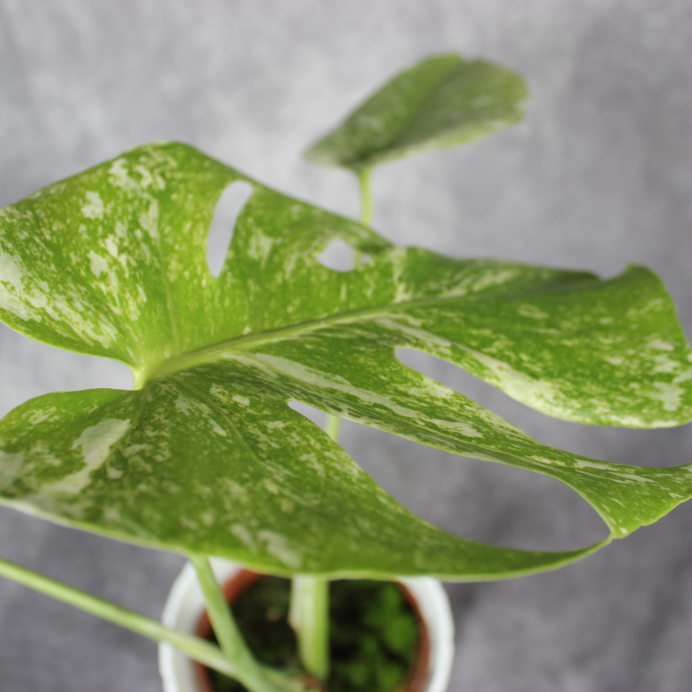 Clearance - Odd Leaf