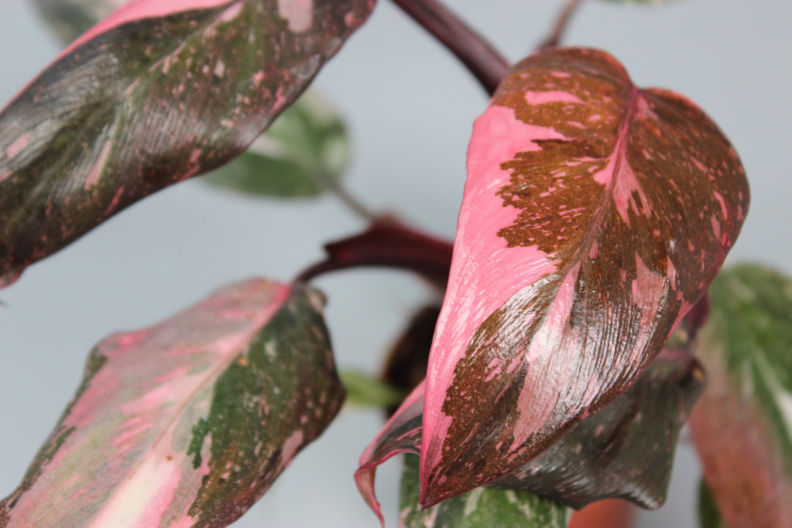 Exclusive Odd Leaf Bundles
