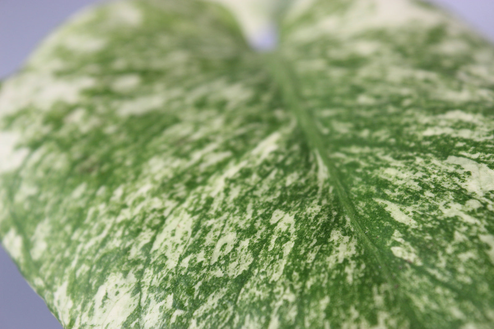 Monstera