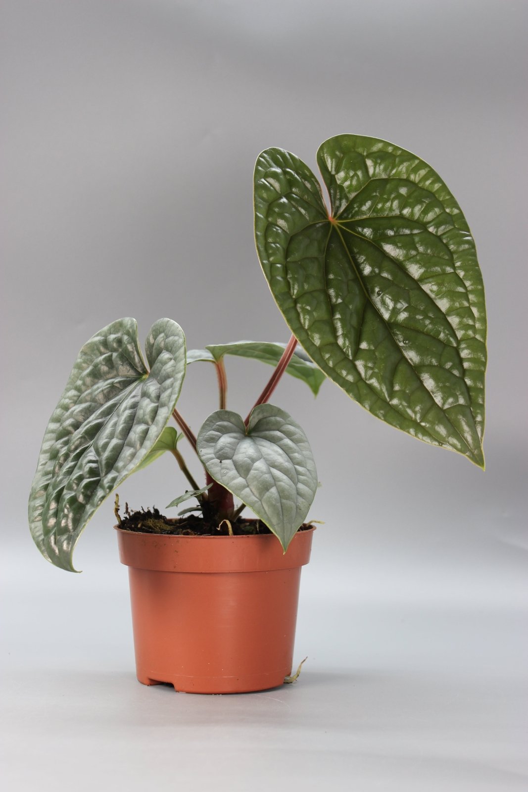 anthurium pittieri Philodendron Henry-Pittieri – Odd Leaf