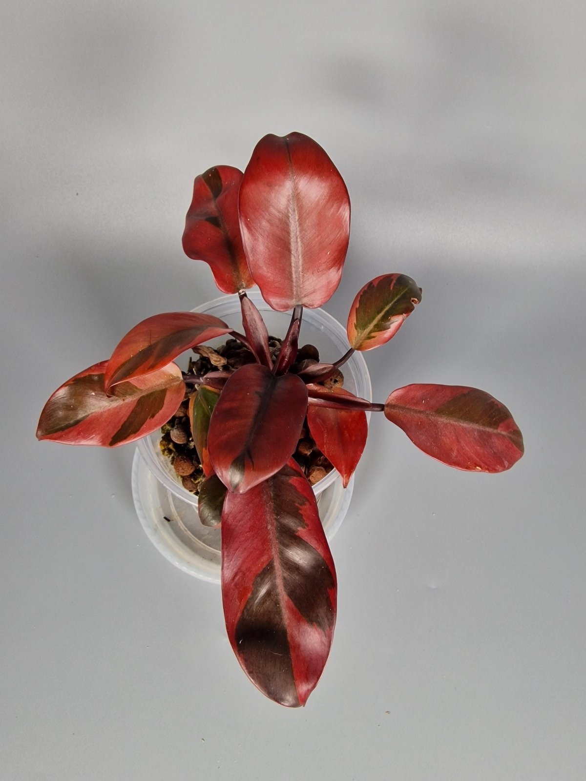 Black Cardinal - Odd Leaf