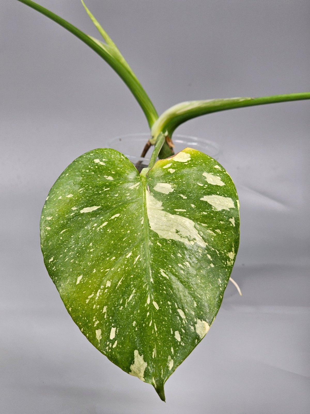 Clearance - Odd Leaf