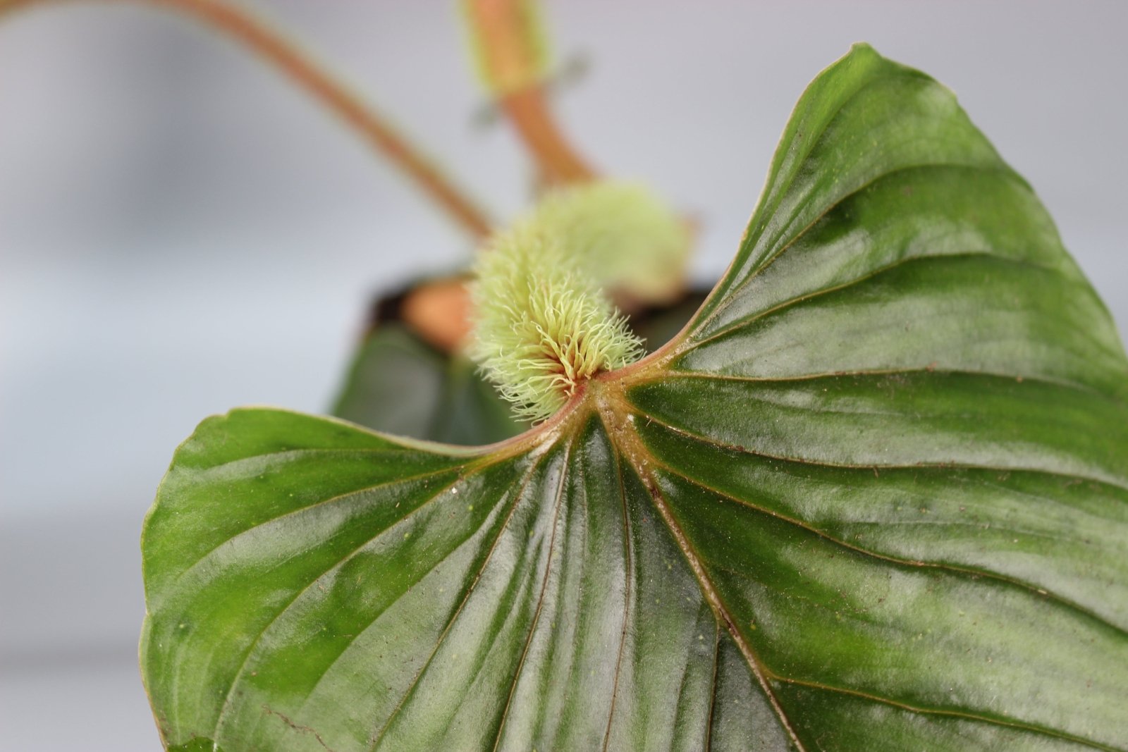 applanatum philodendron Philodendron Applanatum