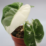 Alocasia Micholitziana Frydek Variegata