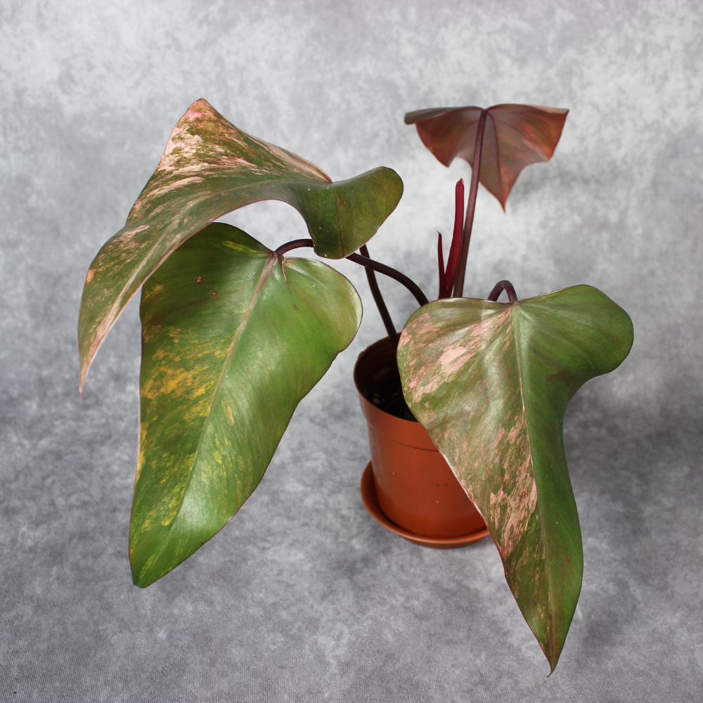 Philodendron Erubescens Red Emerald Marbled Rare Houseplant – Odd Leaf