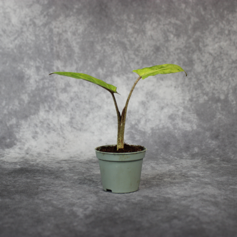 Alocasia Lauterbachiana Variegata