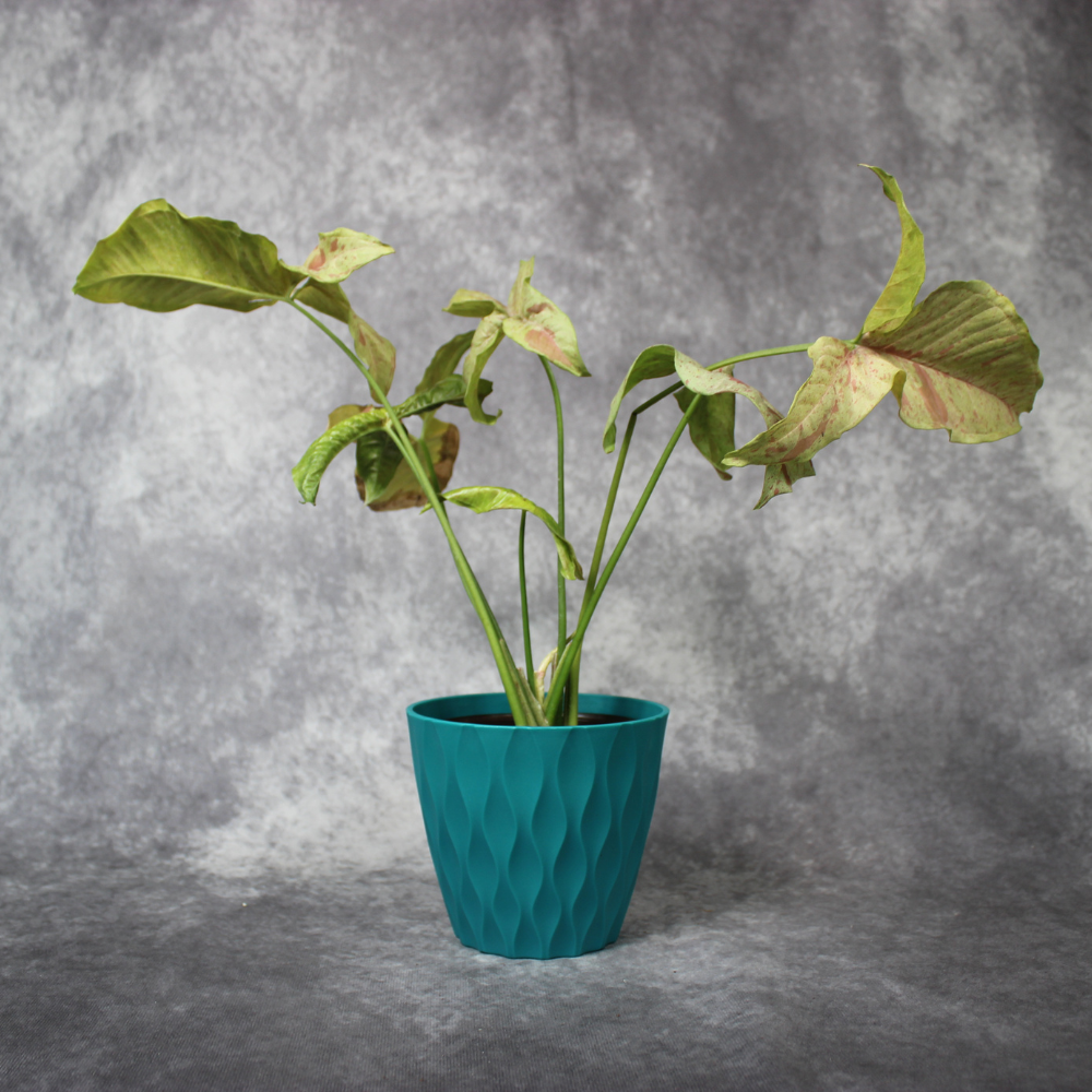 Syngonium Podophyllum Milk Confetti