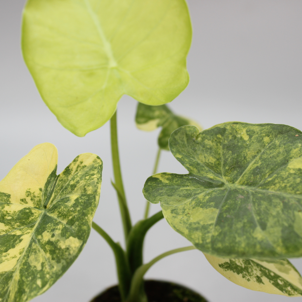 Alocasia Macrorrhizos Aurea Variegata