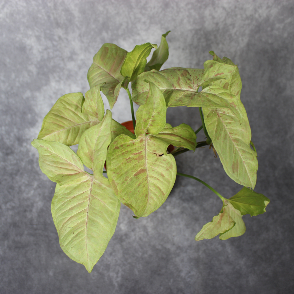 Syngonium Podophyllum Milk Confetti