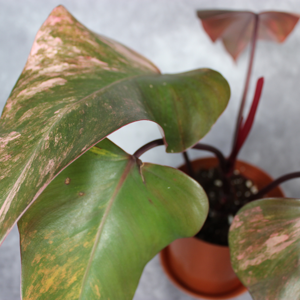 Philodendron Strawberry Shake
