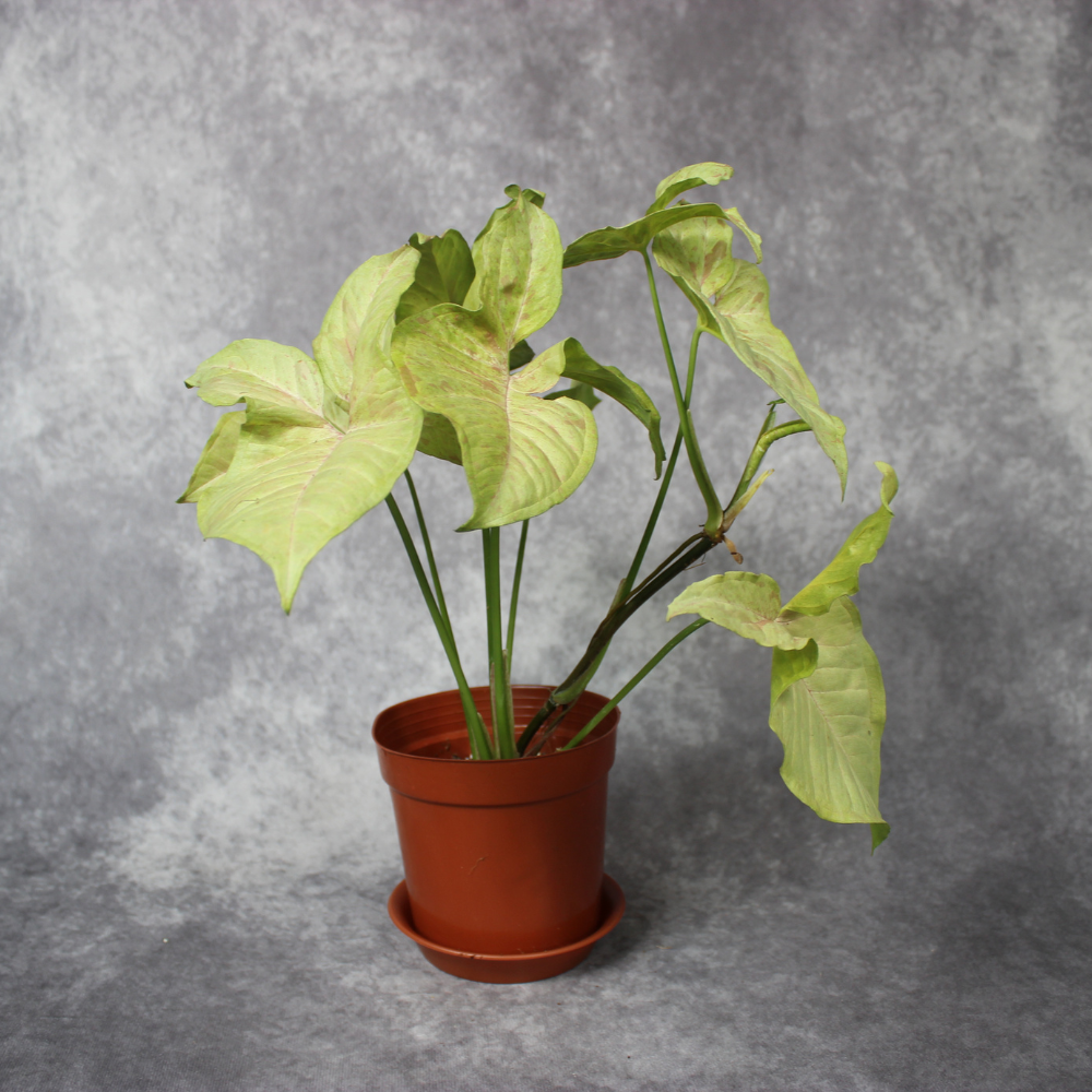 Syngonium Podophyllum Milk Confetti