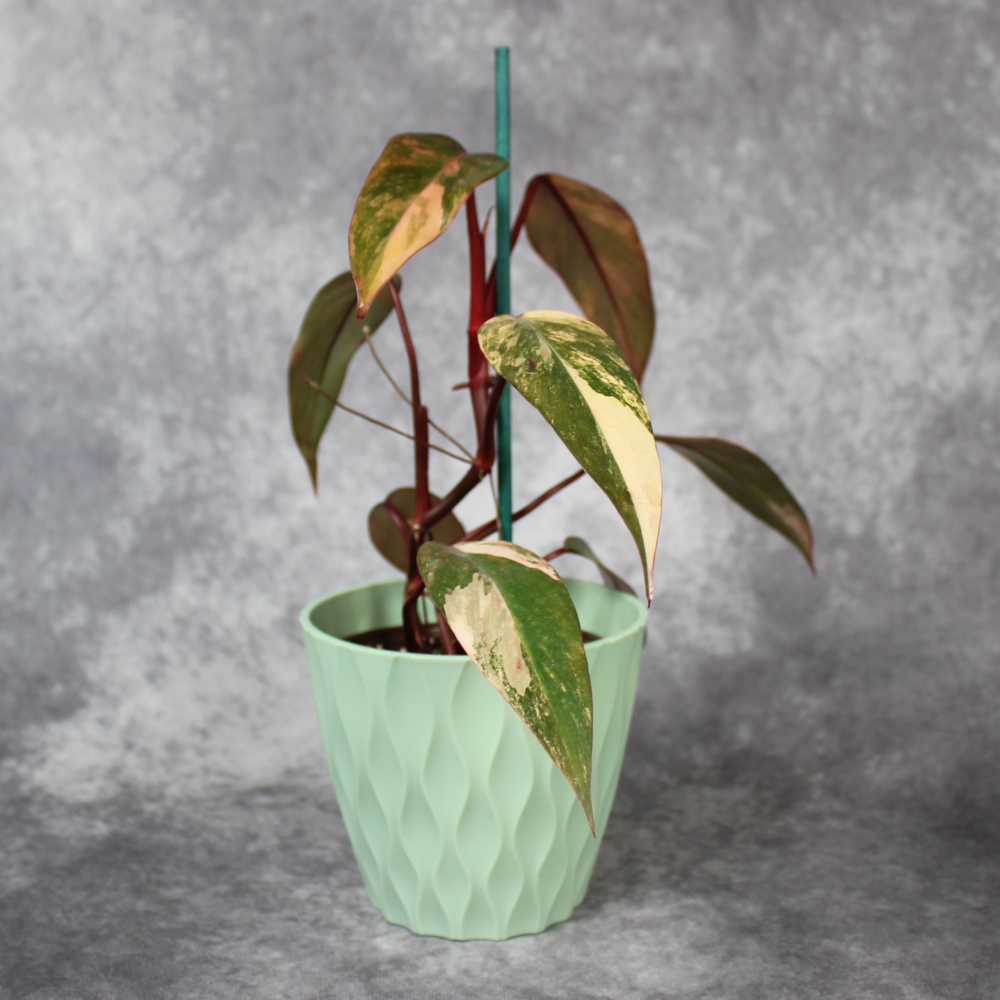 Philodendron Strawberry Shake