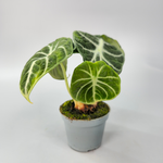 Alocasia Reginula Ninja
