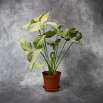 Syngonium Podophyllum Milk Confetti