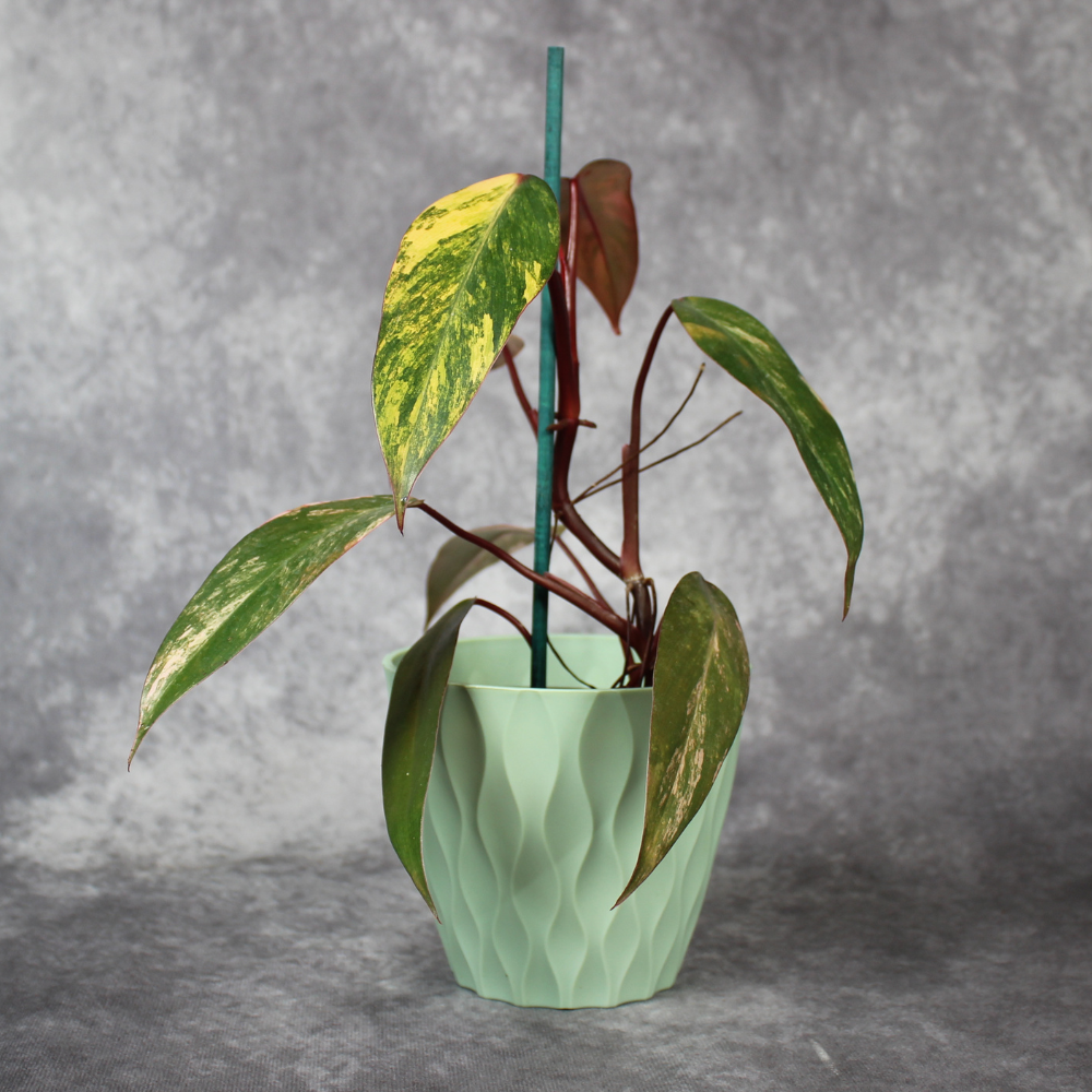 Philodendron Strawberry Shake