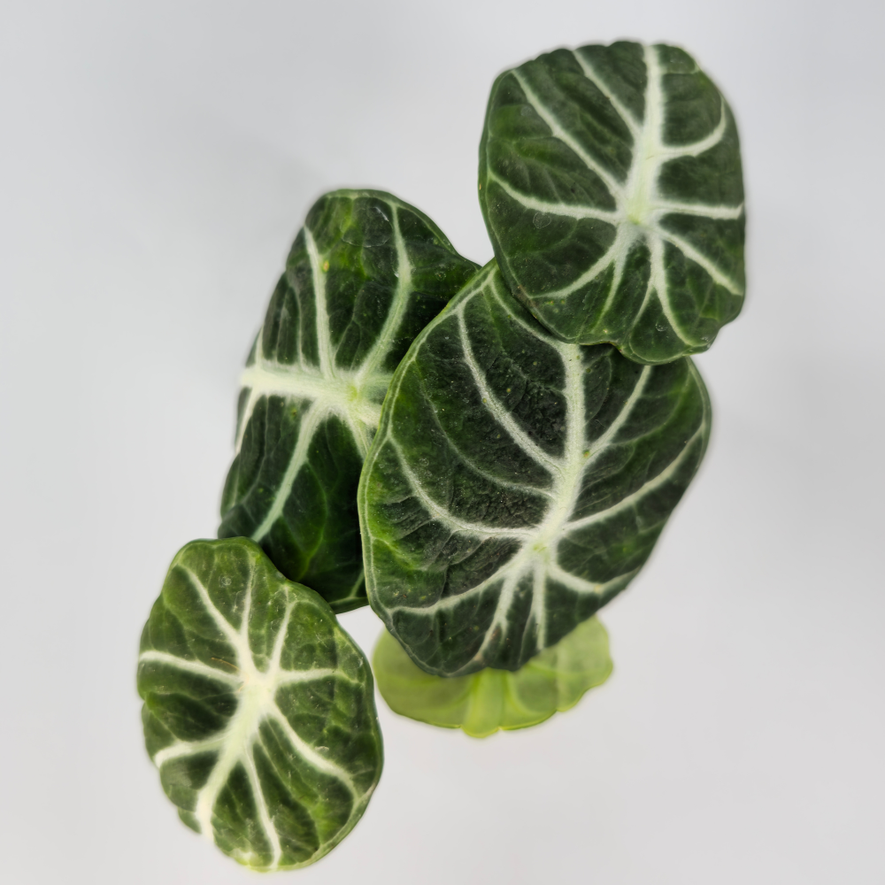 Alocasia Reginula Ninja