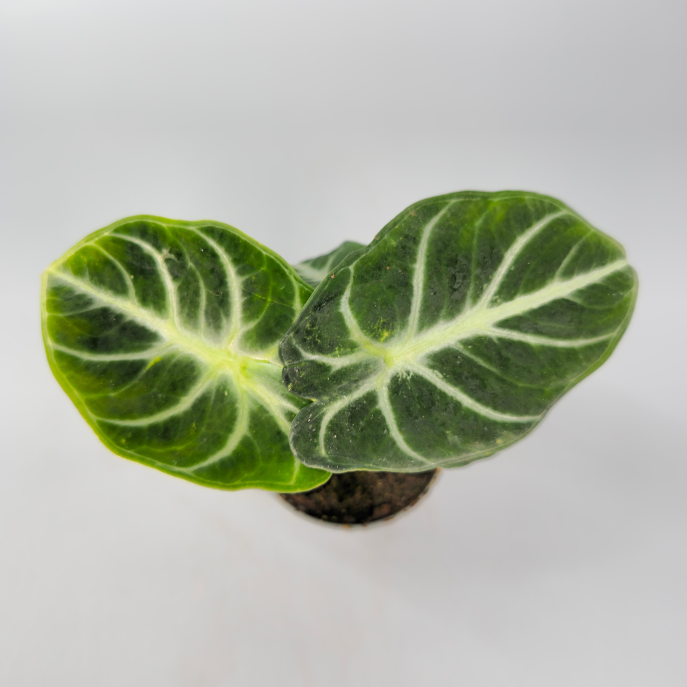 Alocasia Reginula Ninja