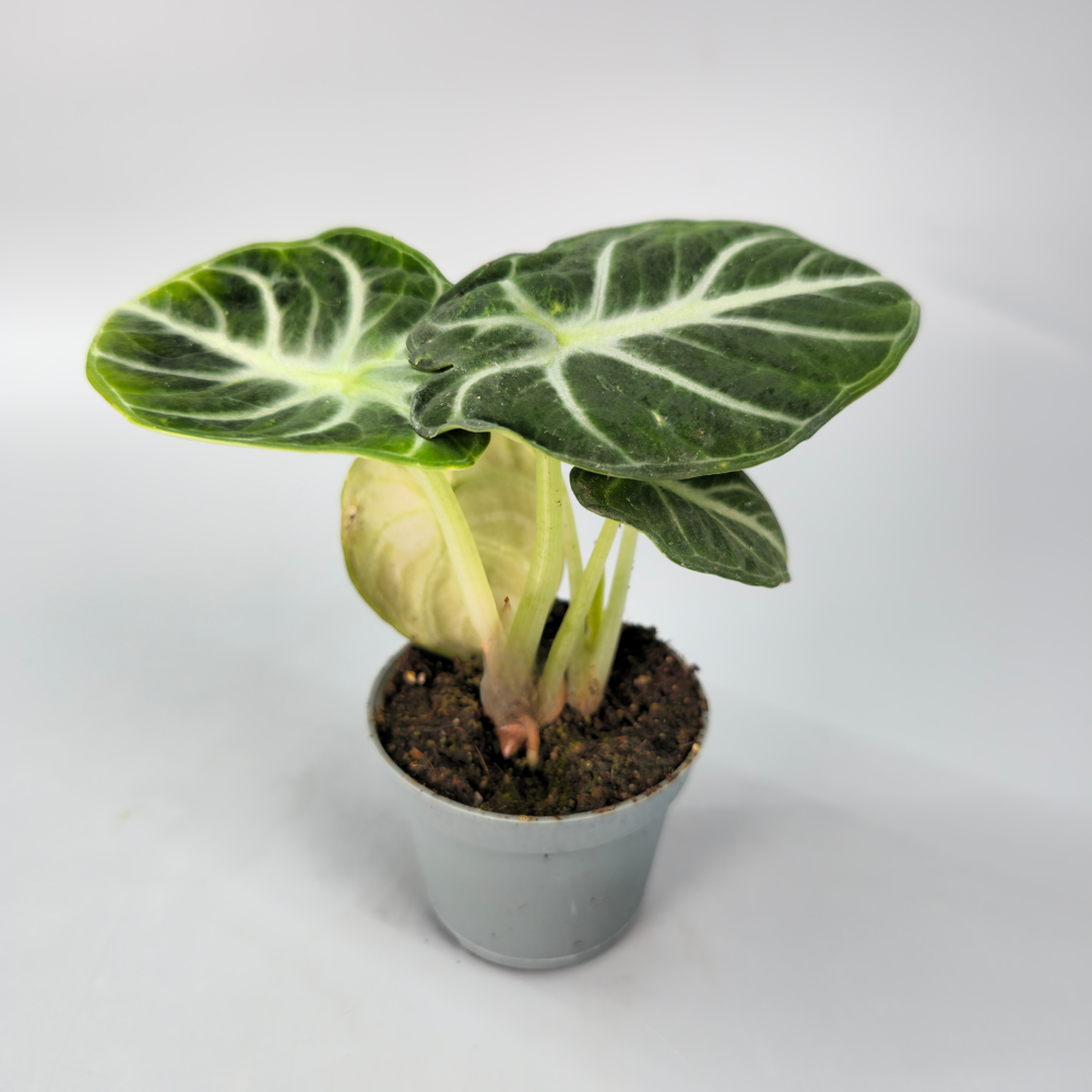 Alocasia Reginula Ninja