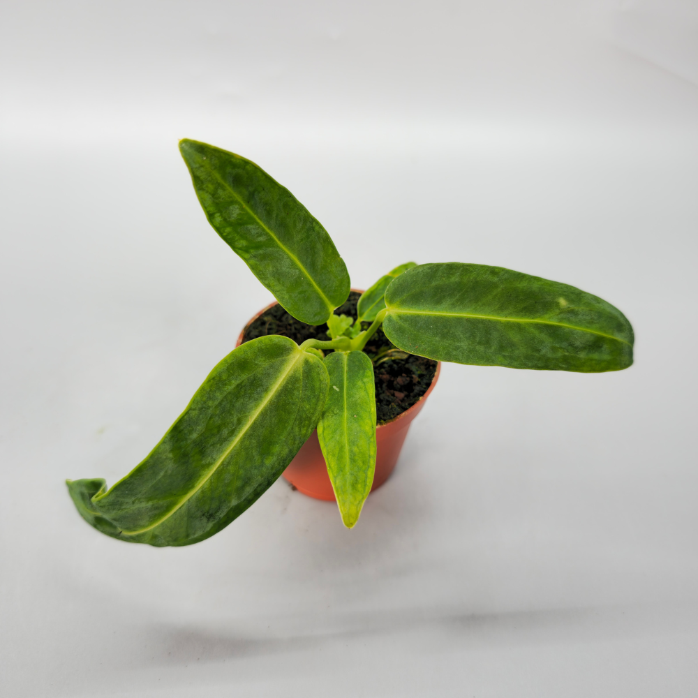 Anthurium Warocqueanum