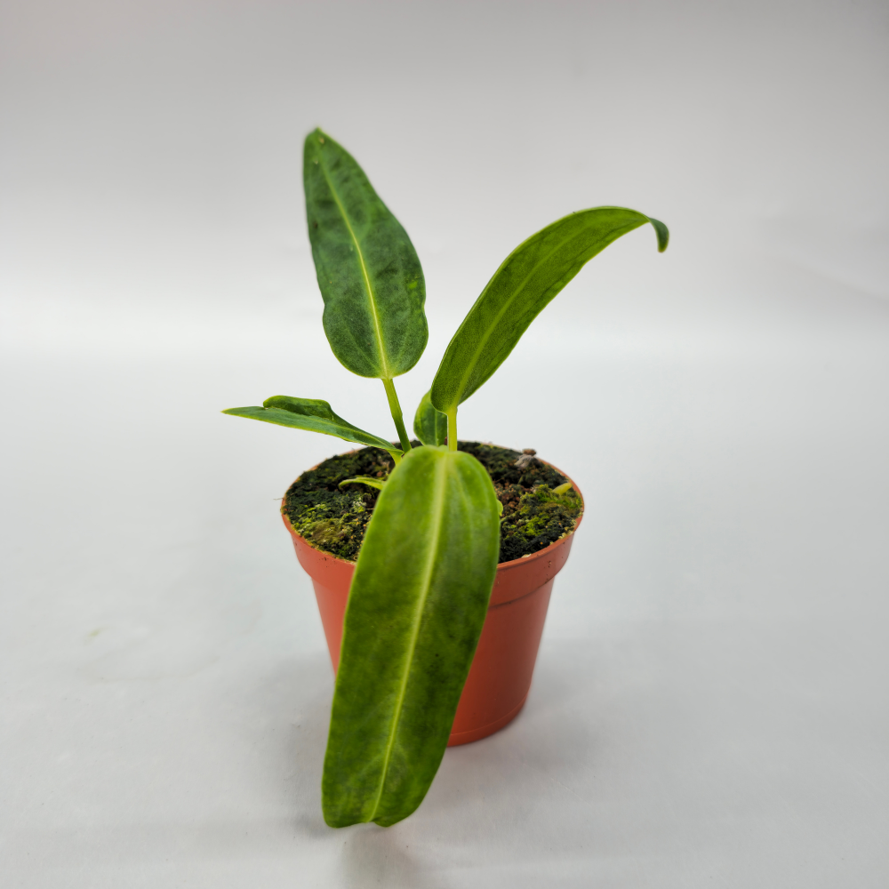 Anthurium Warocqueanum