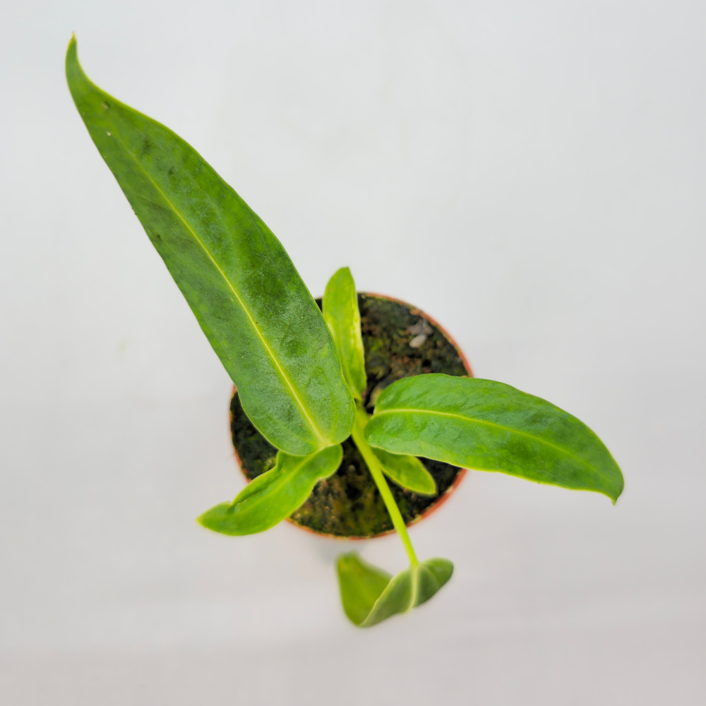 Anthurium Warocqueanum